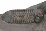 Pair Of Large Struveaspis Trilobite - Jorf, Morocco #235697-6